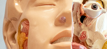 close-up-of-an-anatomical-model-of-the-head.png